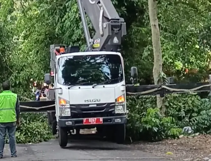Cegah Resiko Tumbang, Disperumkim Kota Bogor Rutin Lakukan Pemeliharaan Pohon 