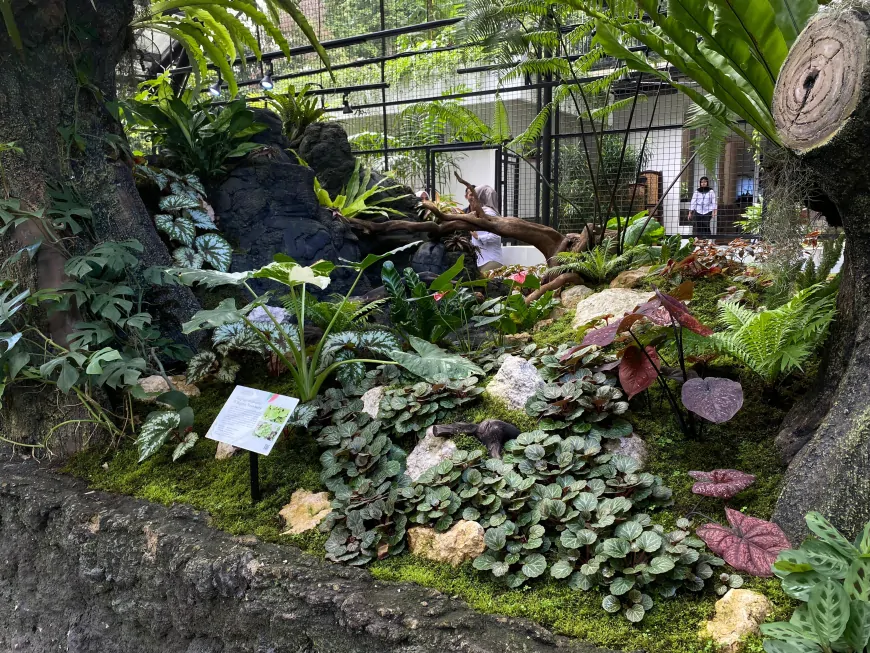 Taman Begonia