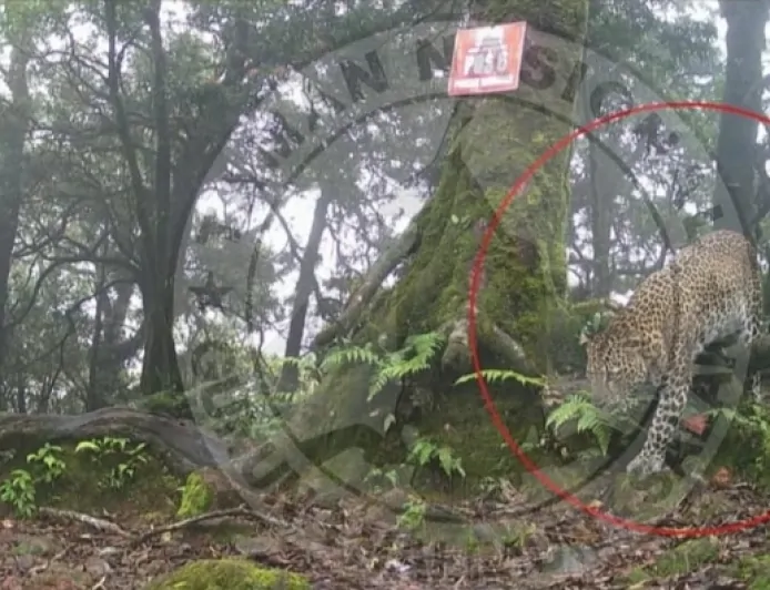 Macan Tutul Jawa Gentayangan di Gunung Salak Kabupaten Bogor, Ini Penjelasan TNGHS
