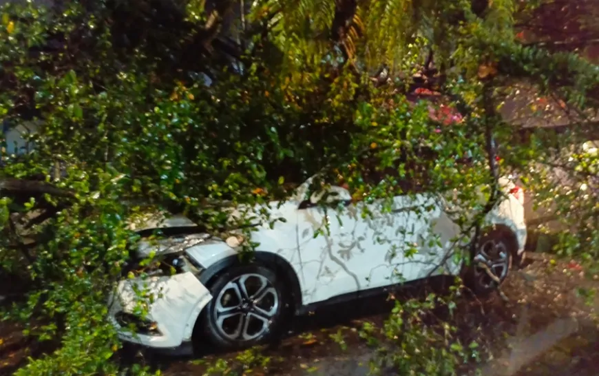 Pohon Tumbang 2.webp