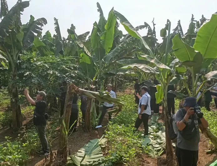 Panen Perdana Pisang Barangan Jumbo Merah di Bogor, Wali Kota Dedie Dorong Optimalisasi Lahan Tidur