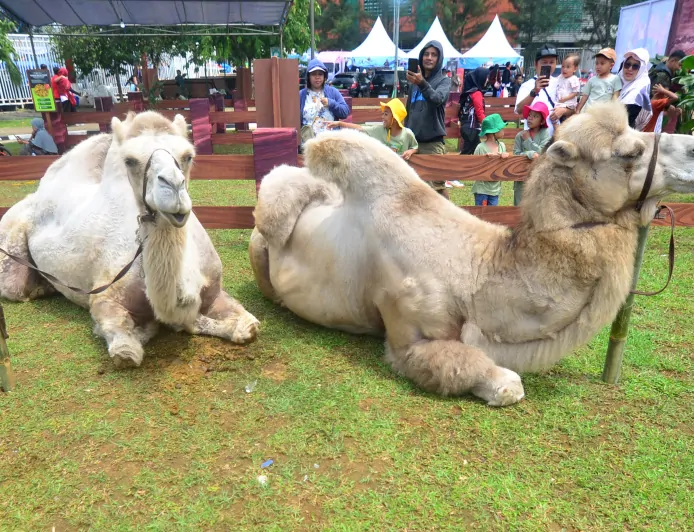 Wisata Mini Zoo di Area Stadion Pakansari