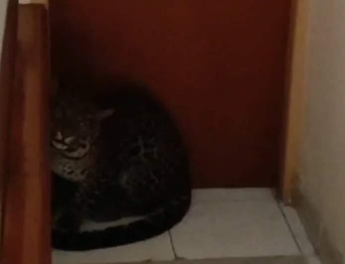 Heboh Seekor Macan Tutul Masuk ke Kamar Hotel di Kecamatan Sukasari Kota Bandung, Begini Penampakannya