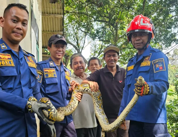 Heboh! Ular Sanca Masuk Dapur Warga Kampung Dekeng, Petugas Damkar Turun Tangan