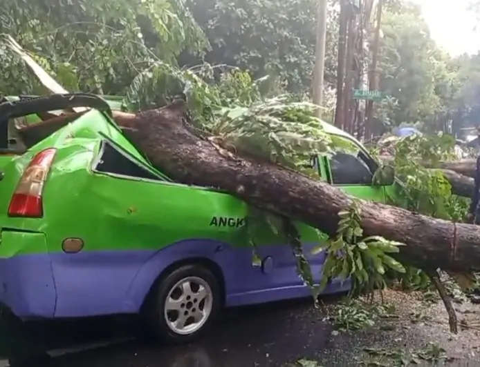 Ini Cerita dan Penumpang Angkot sebelum Tertimpa Batang Pohon 