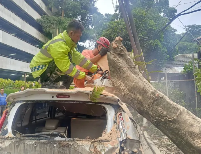 Pohon Tanjung Tumbang di Jalan Malabar hingga Timpa Kendaraan Roda Empat