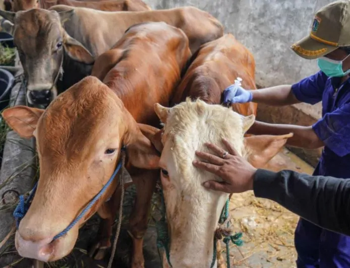 Antisipasi PMK, Puluhan Sapi Diperiksa, Pemerintah Intensifkan Pemeriksaan Hewan Kurban di Jakarta Utara