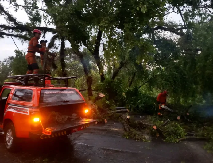 Pohon Beringin Tumbang Akibat Cuaca Ekstrem, Sempat Tutup Akses Jalan di Bogor Selatan